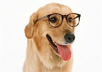 DrDogs247.com