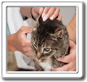 Cat Ear Mites and Cat Ear Infection Medication